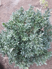 Buxus