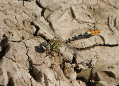 Erpetogomphus compositus