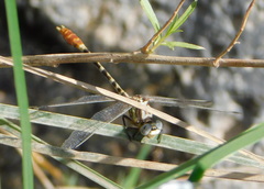 Erpetogomphus compositus