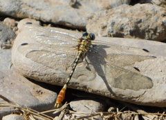 Erpetogomphus compositus