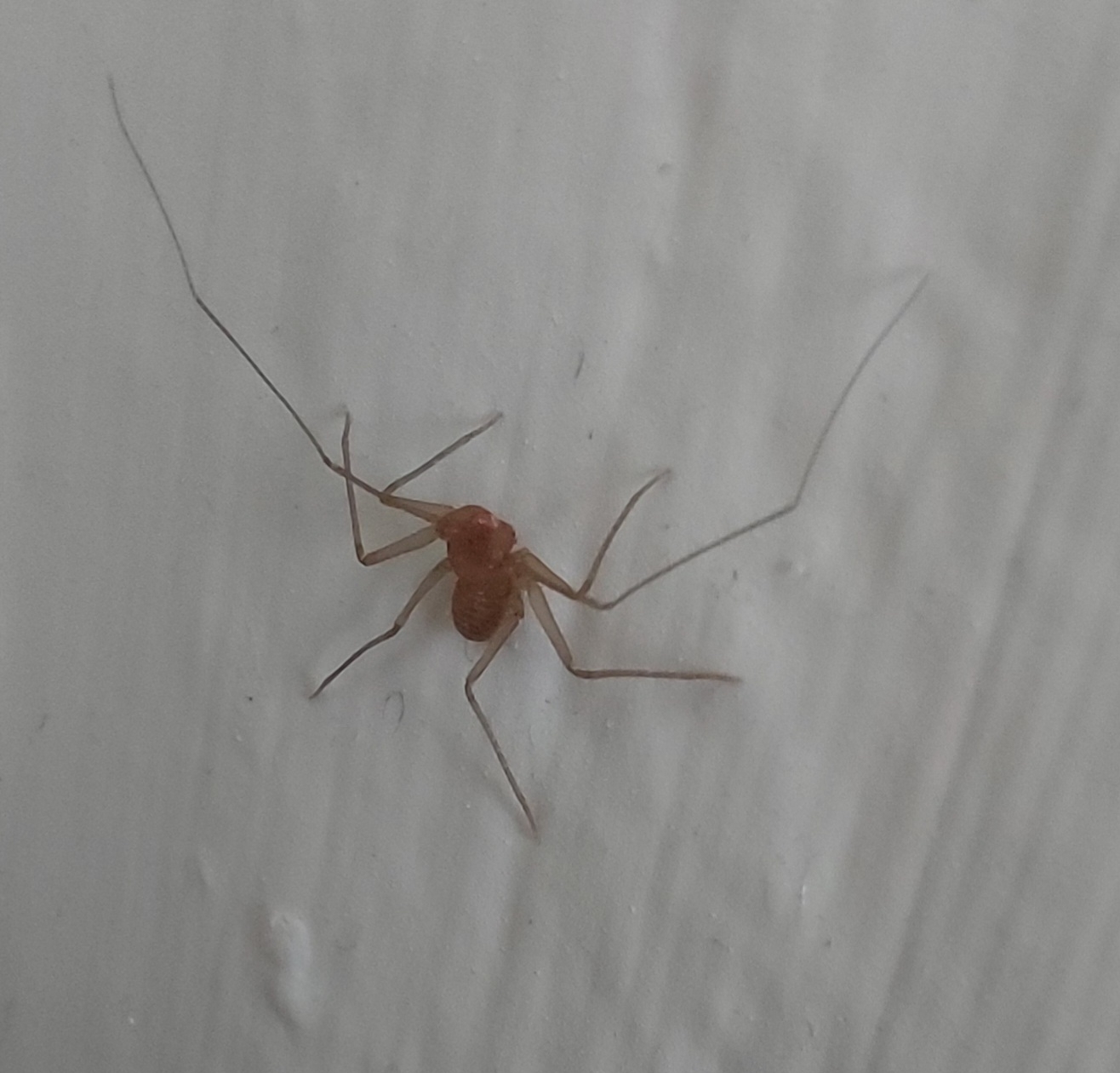 Sarax ioanniticus (Kritscher, 1959)