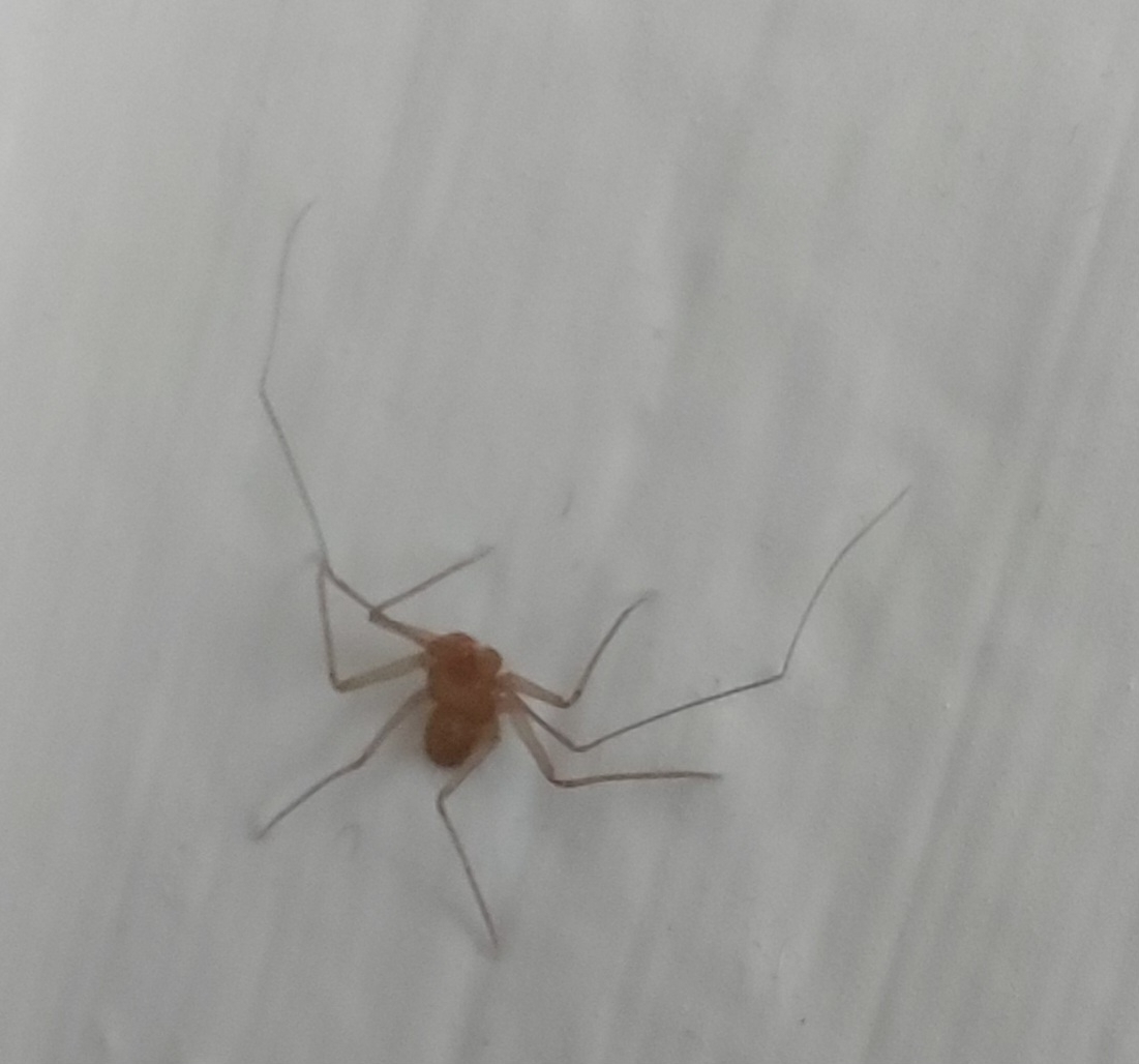 Sarax ioanniticus (Kritscher, 1959)