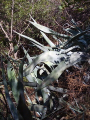 Agave americana