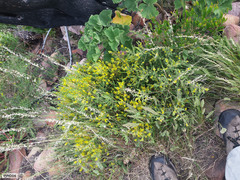 Aspalathus ericifolia