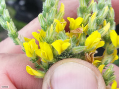 Aspalathus ericifolia