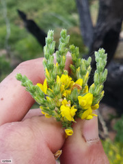 Aspalathus ericifolia