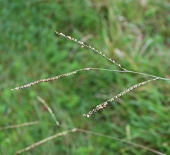 Paspalum floridanum