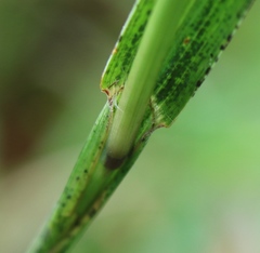 Paspalum floridanum