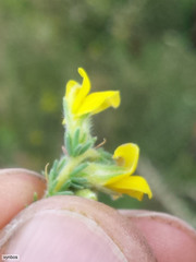 Aspalathus ericifolia
