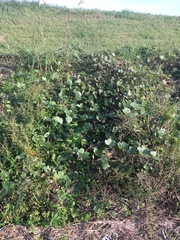 Pueraria montana lobata