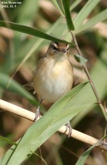 Acrocephalus bistrigiceps