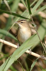 Acrocephalus bistrigiceps