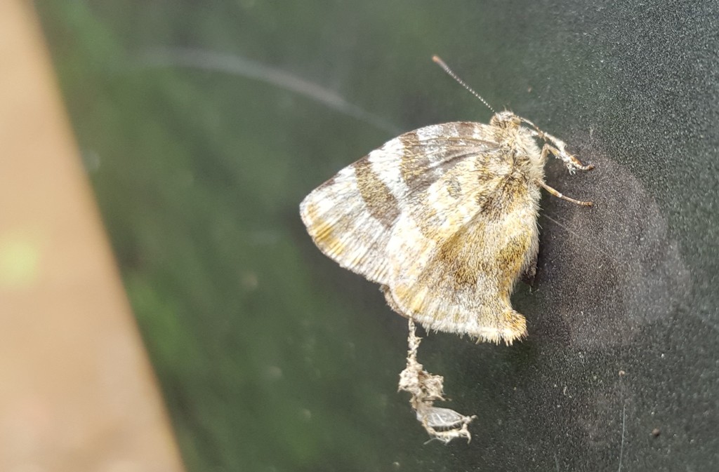 Arawacus dolylas