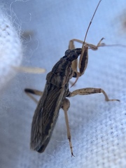 Himacerus major