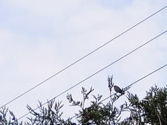 Erithacus rubecula