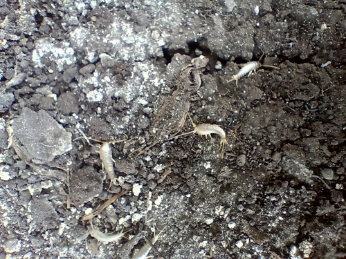 Common Silverfish, 1704 CS Heerhugowaard, Netherlands, photo 6 of 10