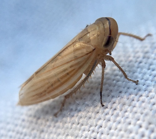 Silver Leafhopper