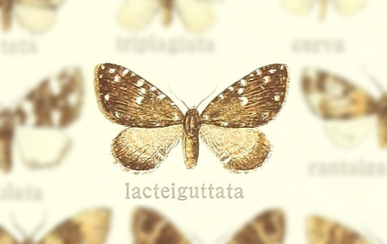 Perizoma lacteiguttata