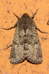 Ichneutica moderata