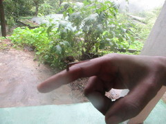 Haemadipsa zeylanica