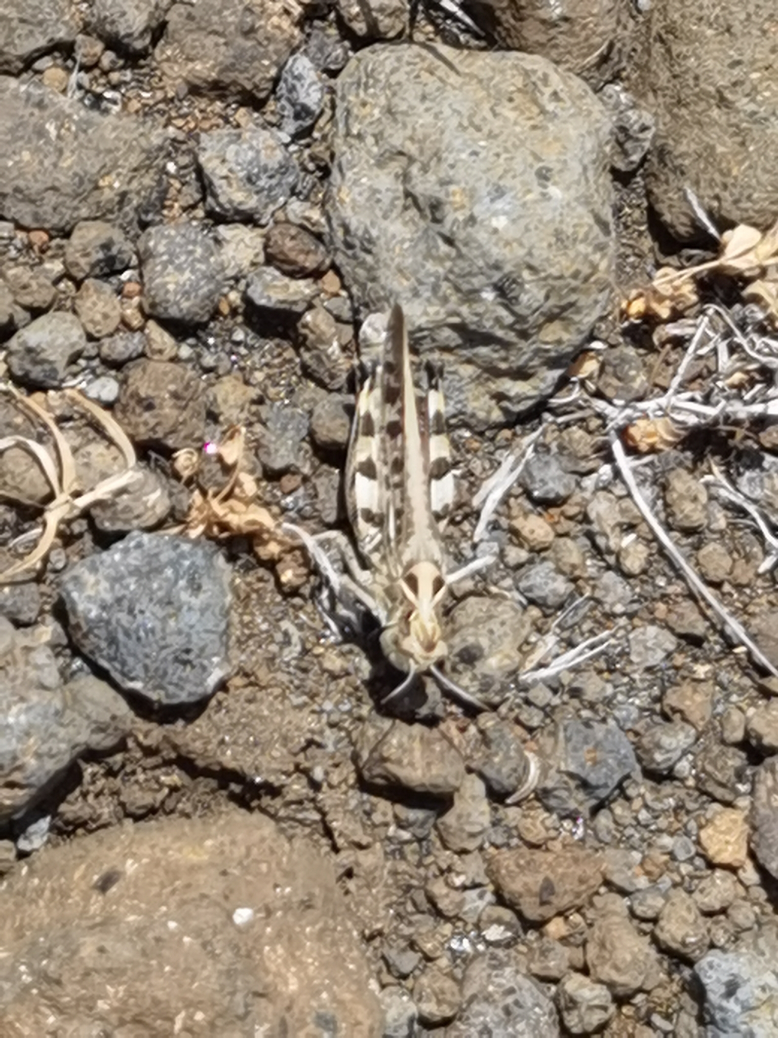 Dociostaurus maroccanus