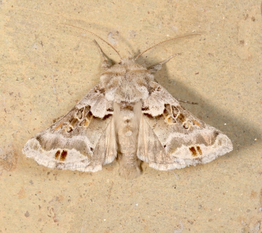 Euchalcia albavitta