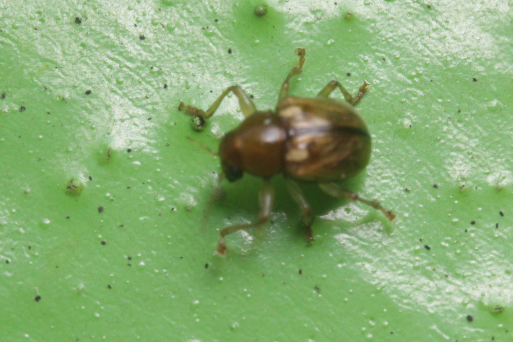Leaf beetle