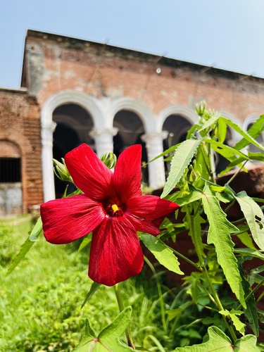 Abelmoschus rhodopetalus