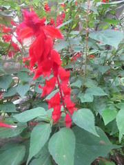 Salvia splendens