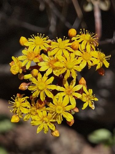 Aeonium spathulatum (Aeonium spathulatum)