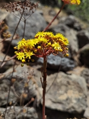 Aeonium spathulatum image