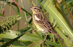 Emberiza aureola