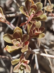 Aeonium spathulatum image