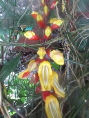 Thunbergia mysorensis