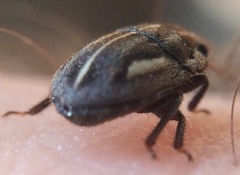 Odontoscelis signata