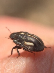 Odontoscelis signata