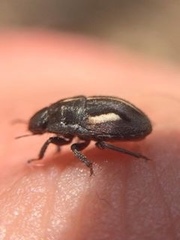 Odontoscelis signata