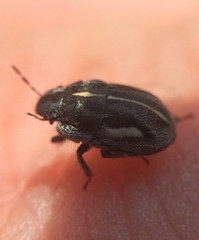 Odontoscelis signata