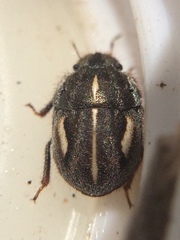 Odontoscelis signata