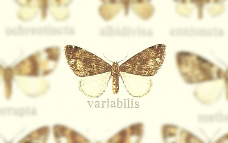 Martania variabilis