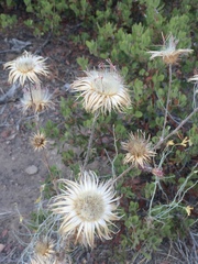 Cirsium occidentale