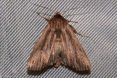 Ichneutica steropastis
