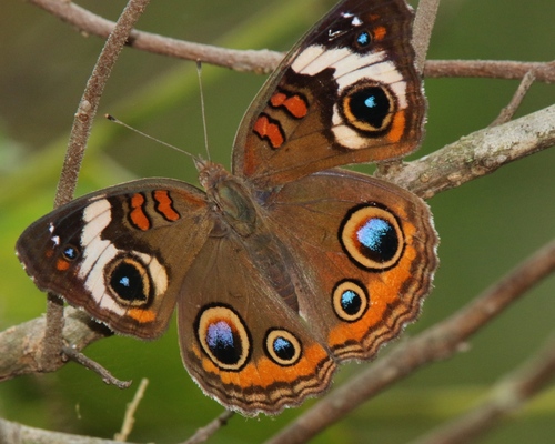 Common Buckeye, photo 6 of 10