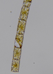 Coscinodiscophycidae