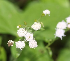 Ageratina altissima altissima