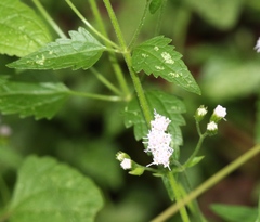Ageratina altissima altissima