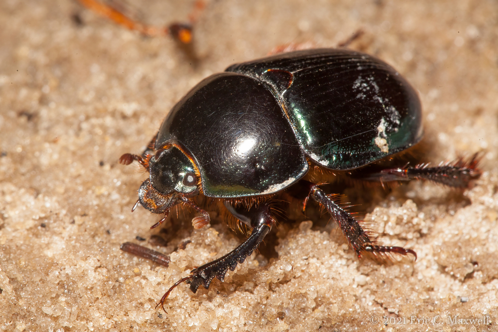 Peltotrupes youngi