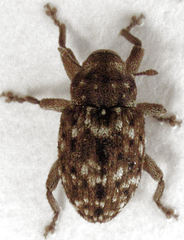 Storeus albosignatus