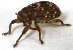 Storeus albosignatus