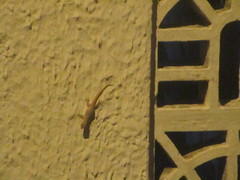 Hemidactylus frenatus